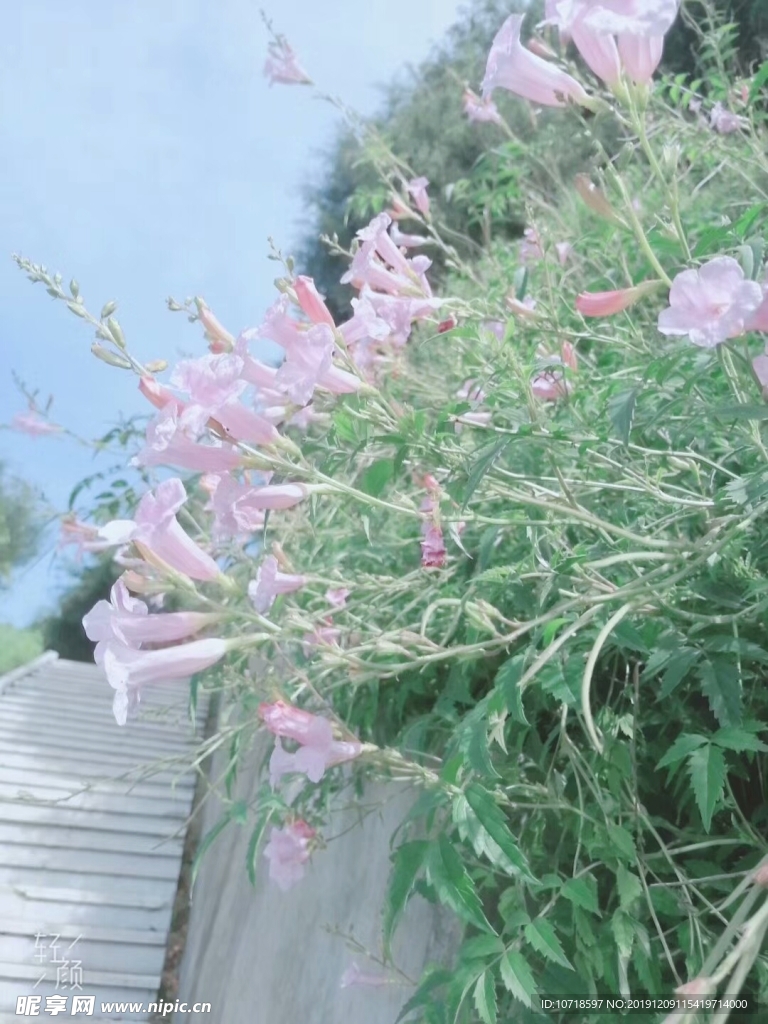 花朵 花卉 花束