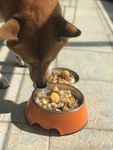 狗狗