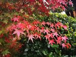 花草