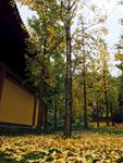 田园风光