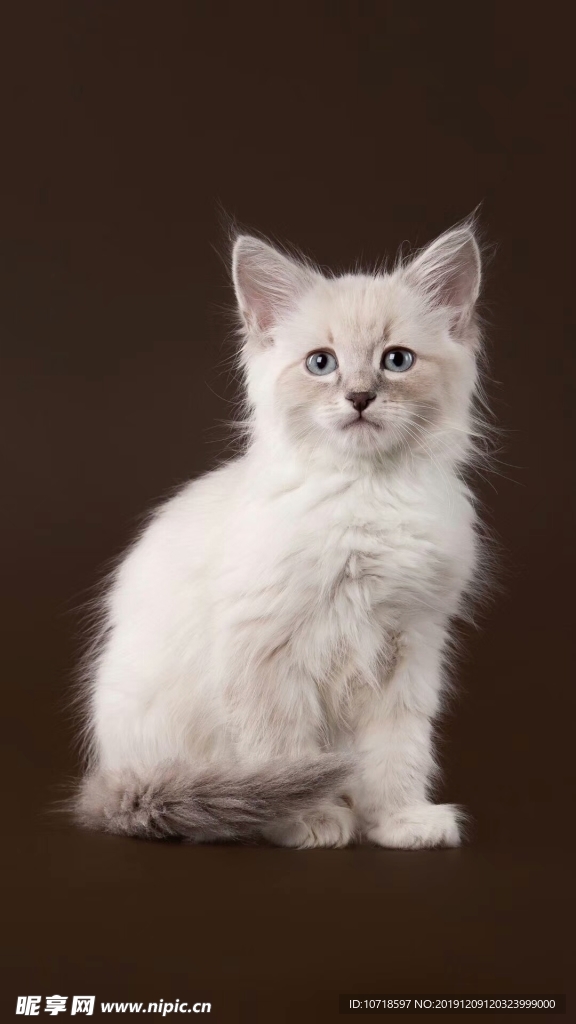 猫咪