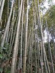 田园风光