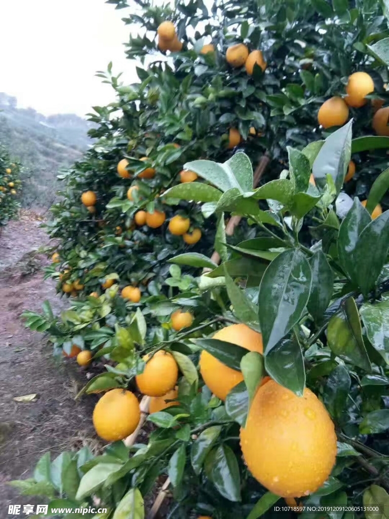 橙子