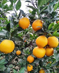 橙子