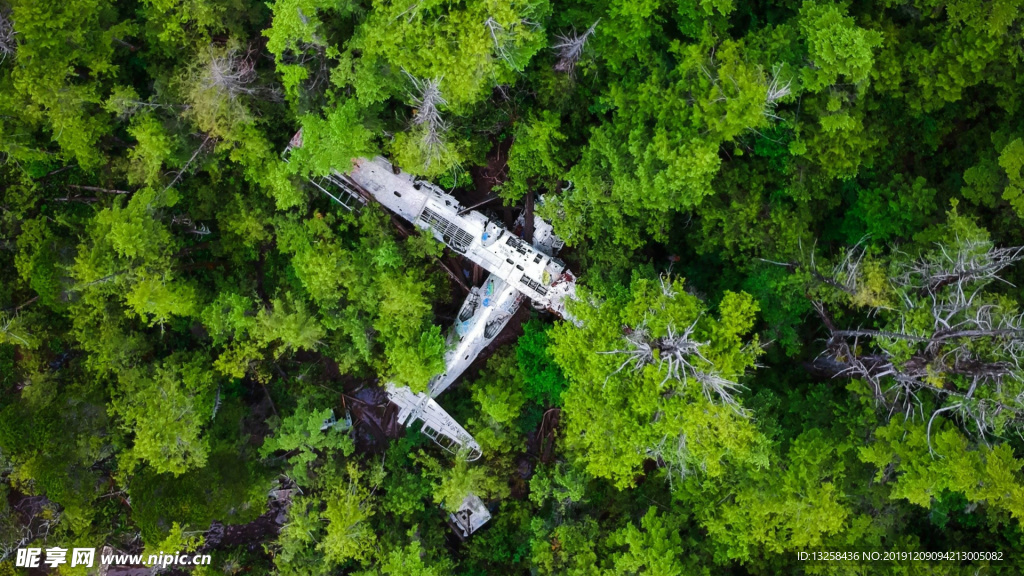 飞机 森林 树木 风景 背景