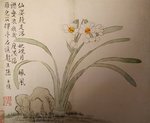 水仙