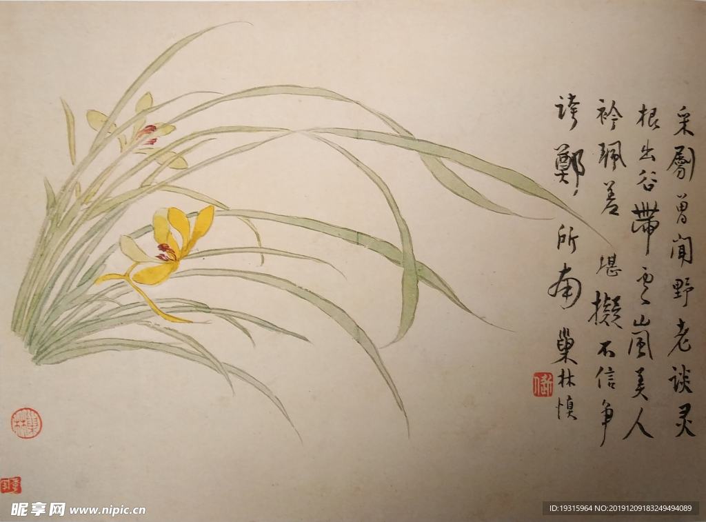 兰花