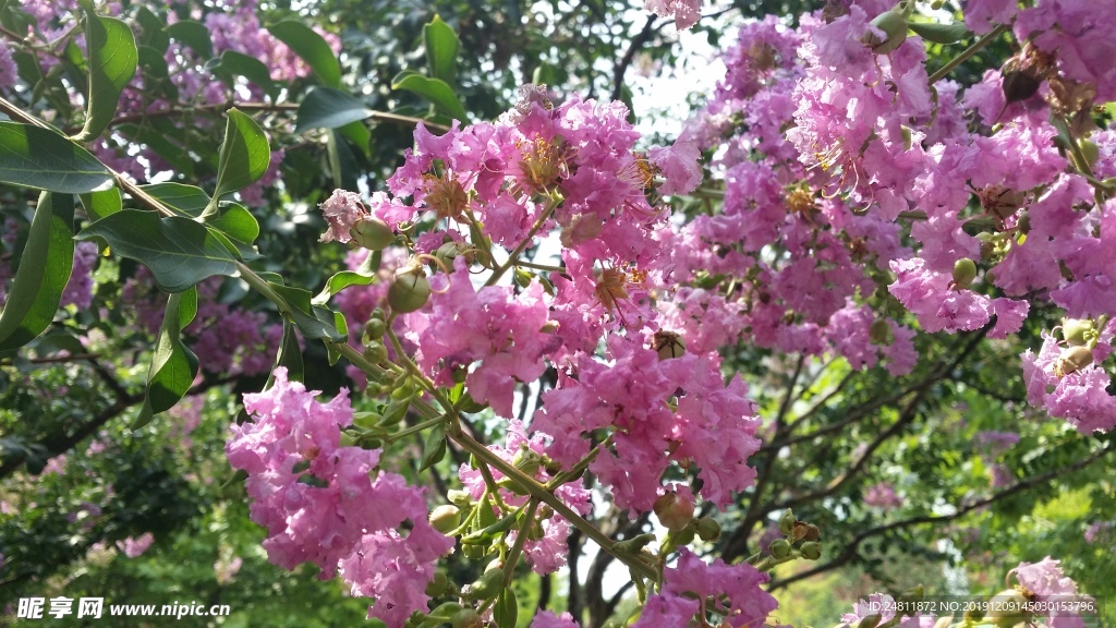 紫薇花开  粉色紫薇花