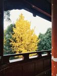 银杏树 黄叶 树叶 秋季 叶子