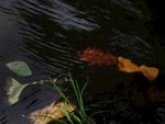 银杏叶 黄叶 树叶 流水 叶子