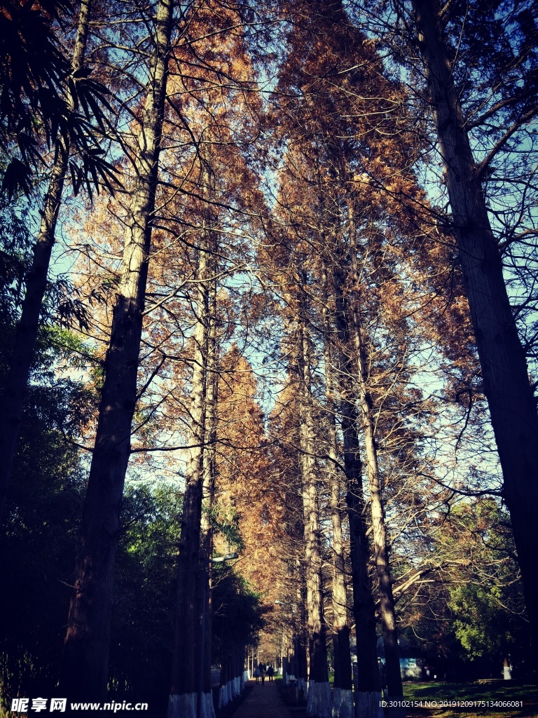 水杉大道风景秋季风景图片