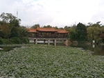 湿地