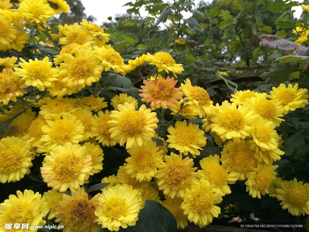 菊花