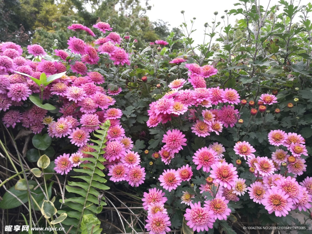 菊花
