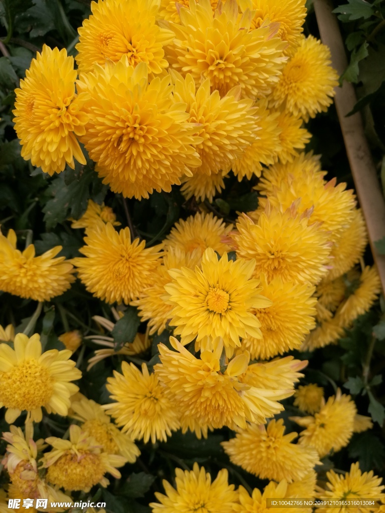 菊花