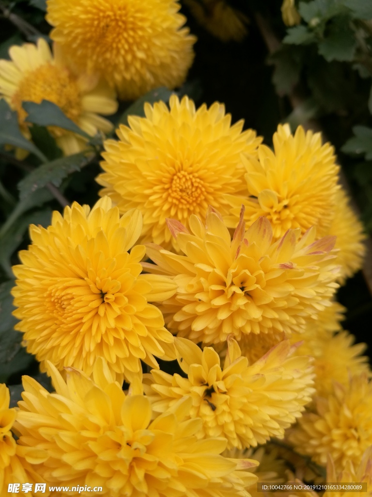 菊花