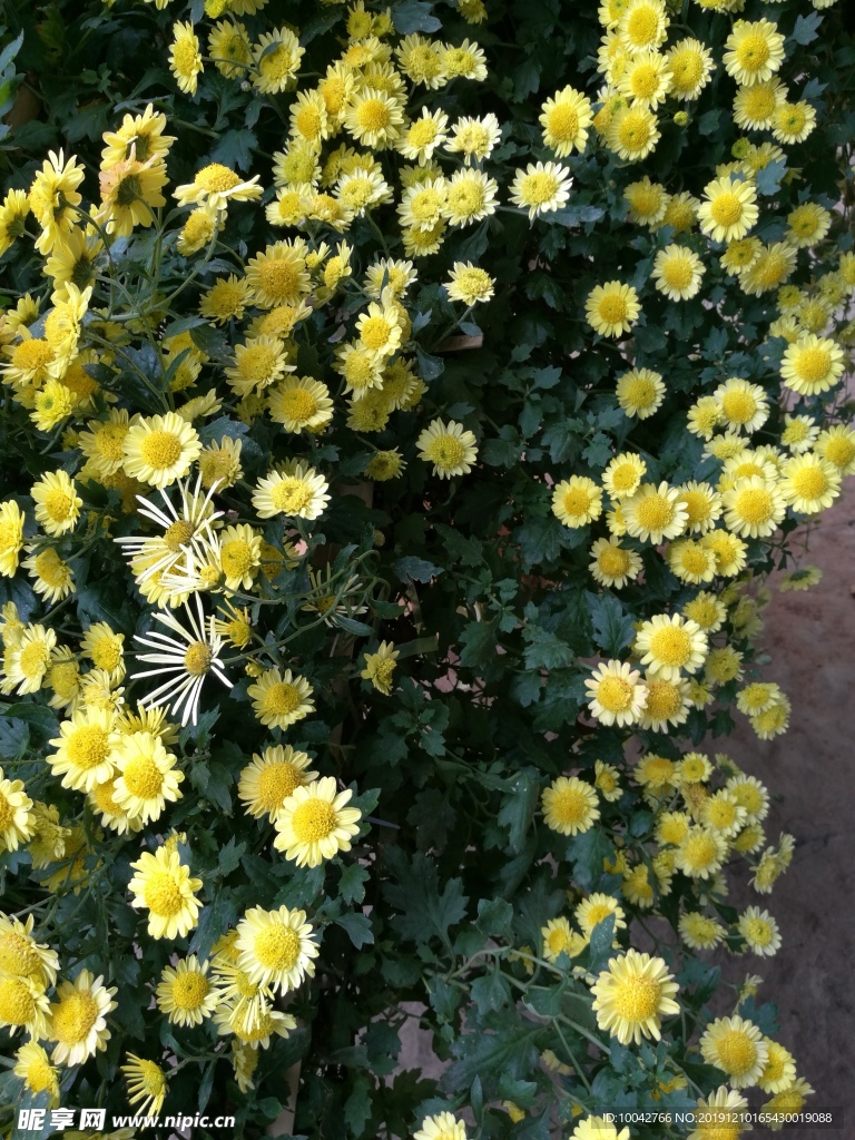 菊花