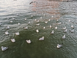 海鸥