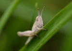 蚱蜢
