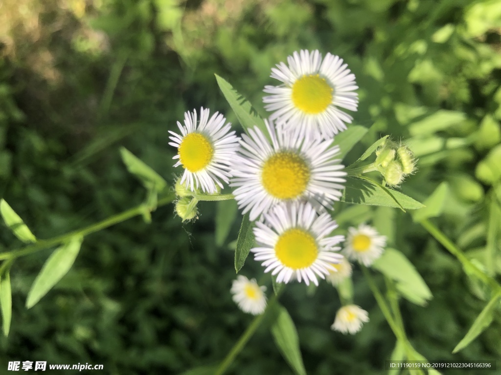 菊科野花