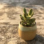多肉植物