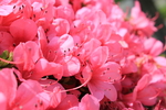 杜鹃花