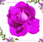 一朵紫玫瑰花朵图片素材