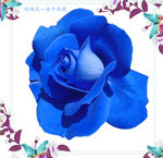 一朵蓝玫瑰花朵图片素材