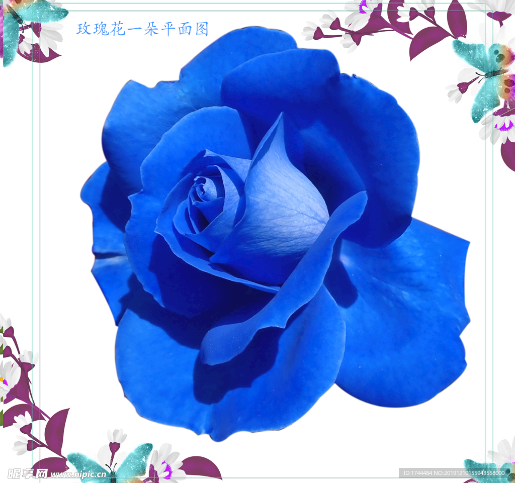 蓝色玫瑰花图片-壁纸高清