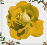 一朵黄玫瑰花朵图片素材
