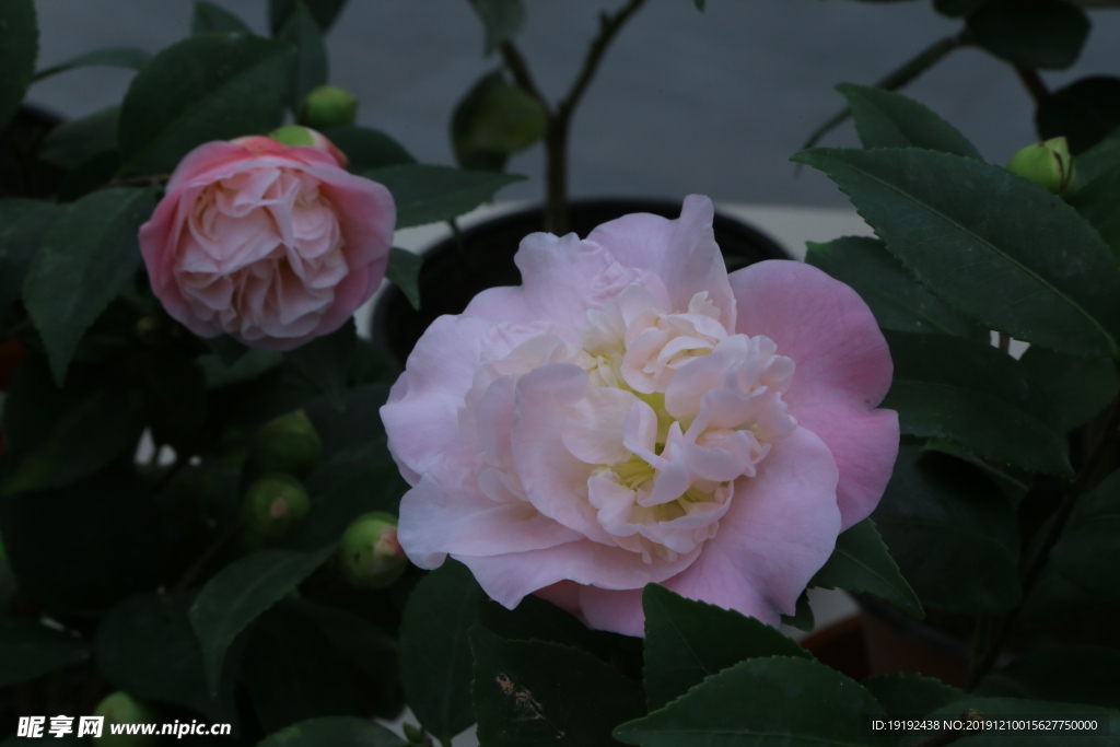 山茶花