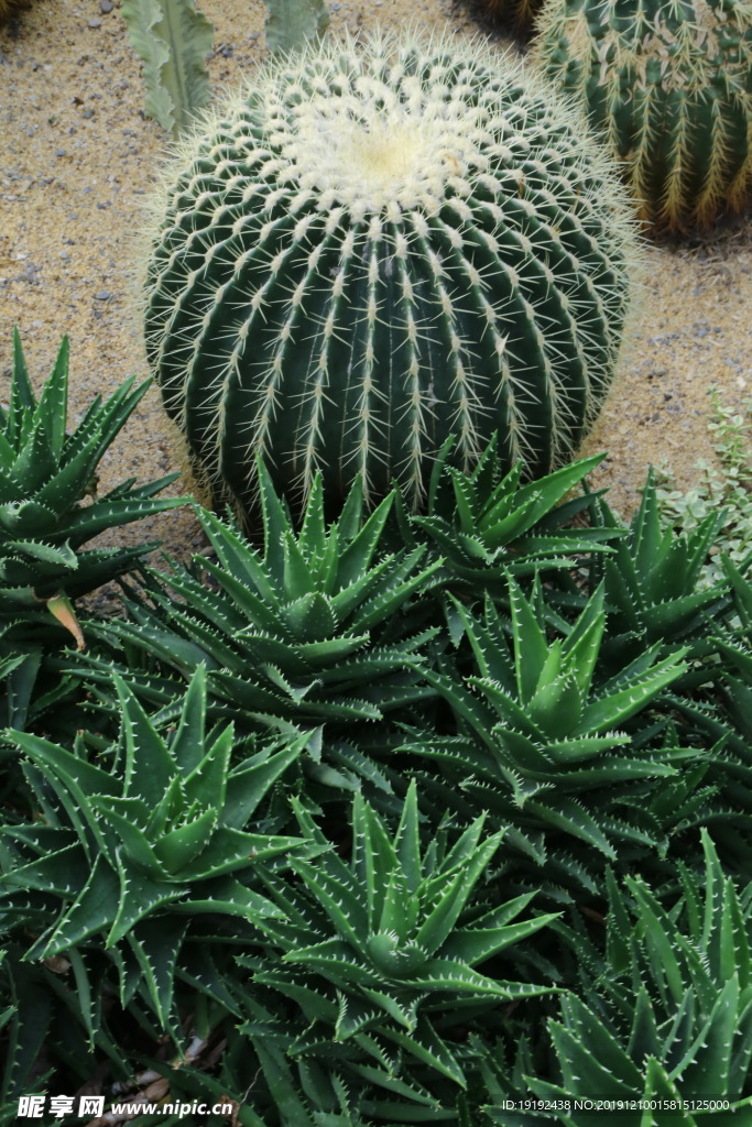 温室植物景观