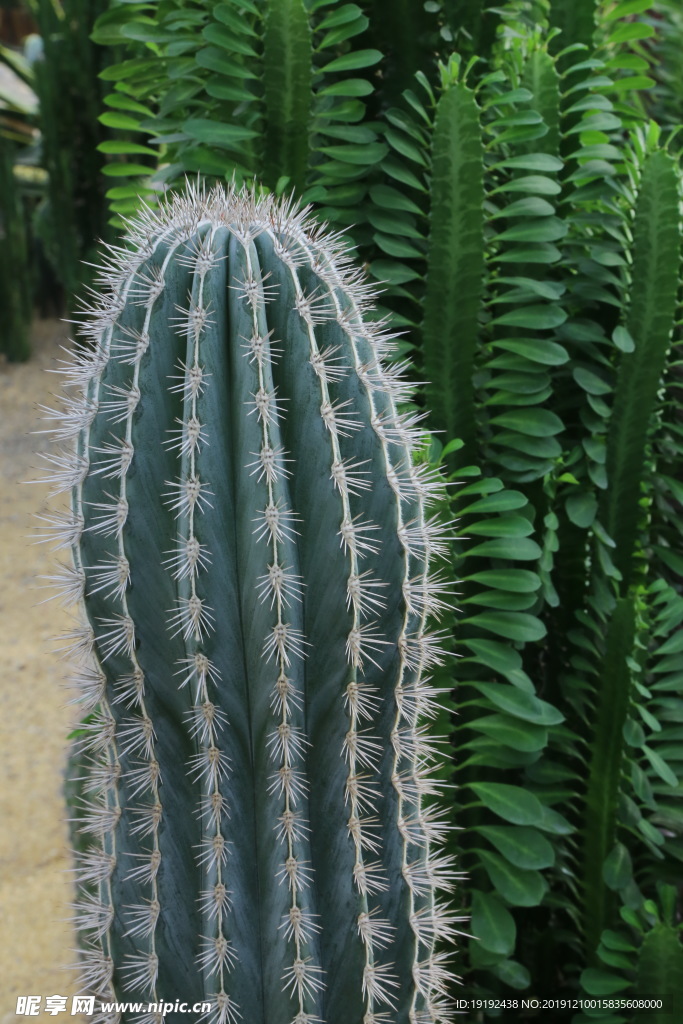 温室植物景观