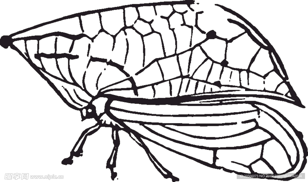 自然昆虫蝴蝶标本插画