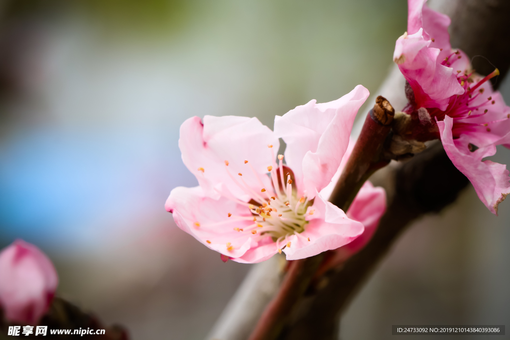 樱花