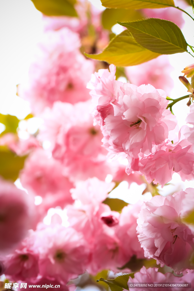 樱花