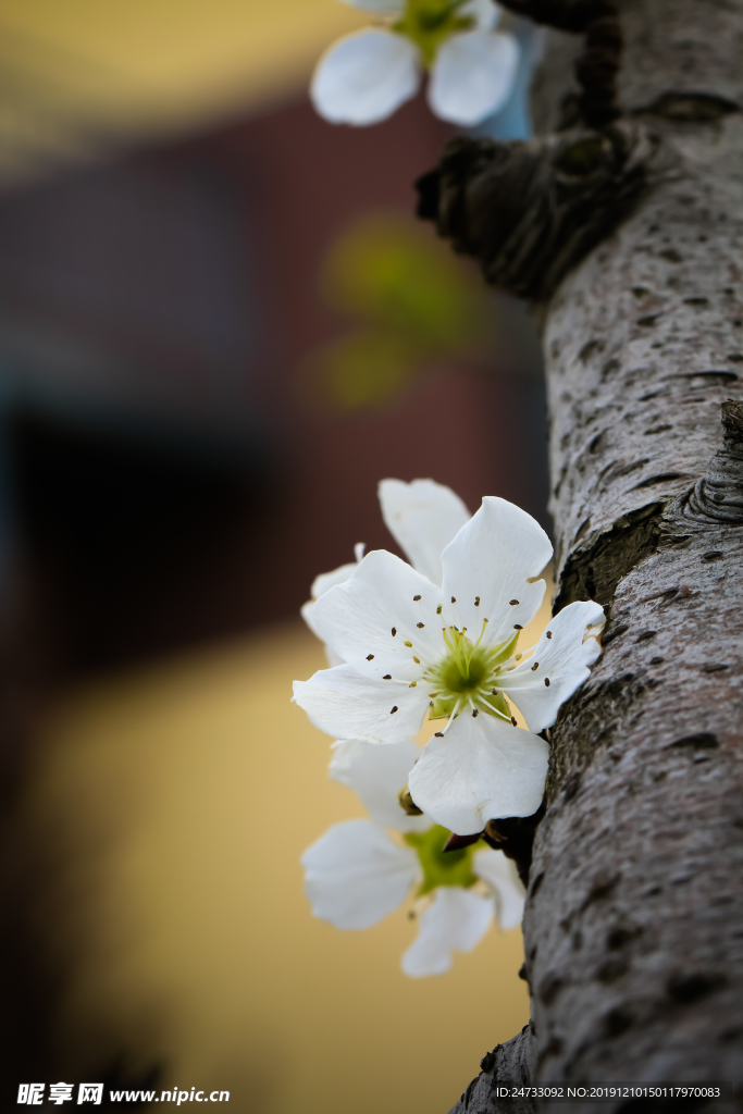 梨花