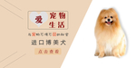 宠物