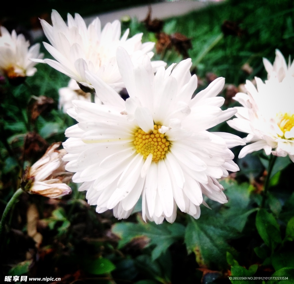 草药 特写 雏菊 美丽 甘菊