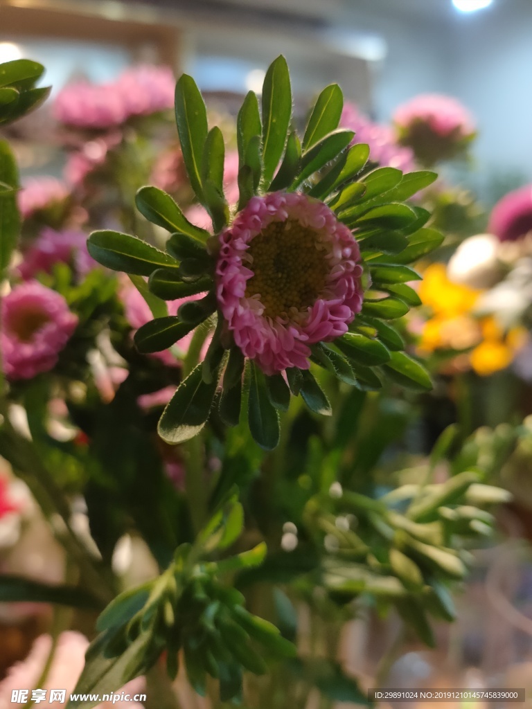 鲜花