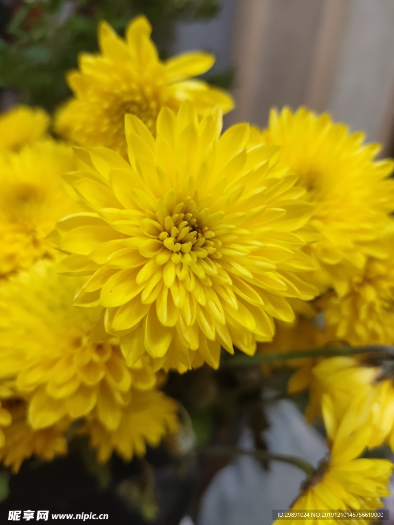 菊花