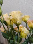 鲜花