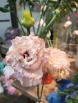 鲜花