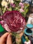 鲜花