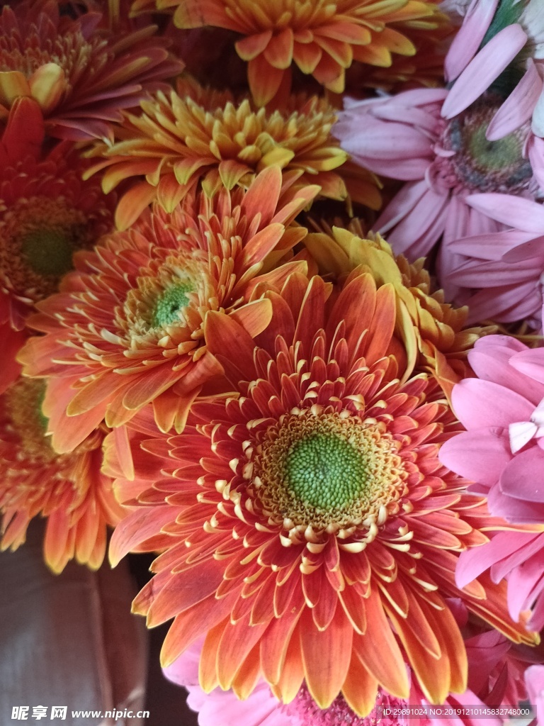 菊花