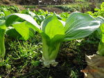 青菜