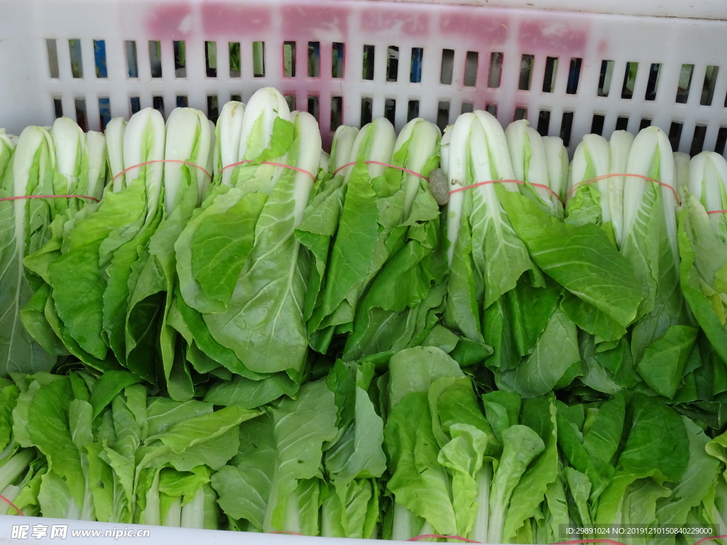 青菜
