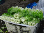 青菜
