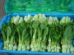菜苔