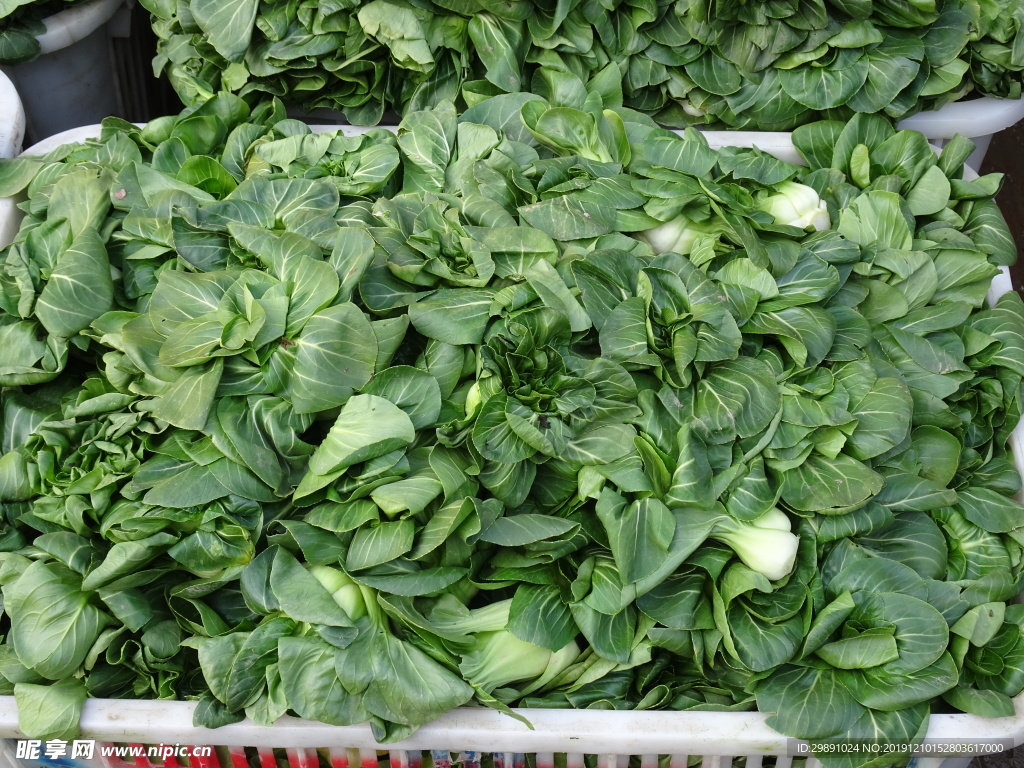 青菜